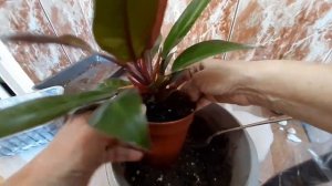 Пересадка филодендрона Принц оф Оранж (repotting Prince of Orange)