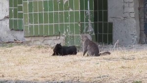 Брачные игры котов Courtship cats