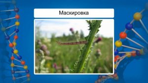 Результаты эволюции: многообразие видов и приспособленность организмов к среде обитания. Видеоурок