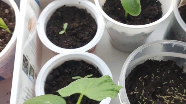 Всходы арбузов,дынь и кабачков за два дня. Рассада на 12 апреля 2023. Посеяли портулак и бархатцы. смотреть онлайн