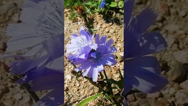 Как цветёт цикорий.?