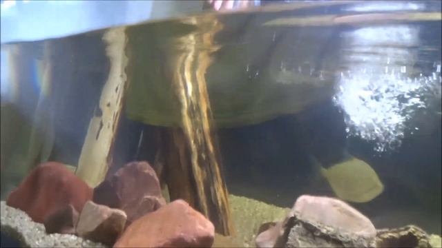 Ствол яблони в аквариум, пилим, обрабатываем древесину. смотреть онлайн