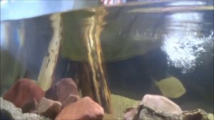 Ствол яблони в аквариум, пилим, обрабатываем древесину.