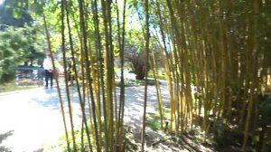 Парк Южные Культуры / Адлер в апреле #Влог