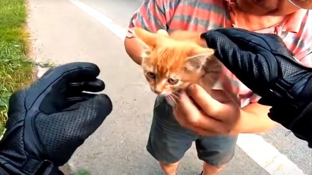 Рыжий котёнок выбежал на дорогу наперерез мотоциклу. Раздался визг тормозов и затем громкое чихание смотреть онлайн