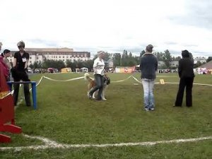 Московская сторожевая Ю Питер Московский 2009 г.