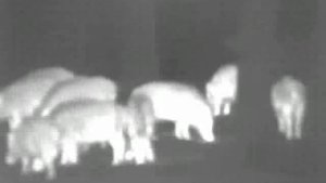 тепловизор для охоты brpclub.ru