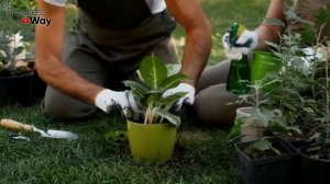 Как правильно посадить фиттонию после покупки чтобы вскоре зацвела? Секреты посадки фиттонии!