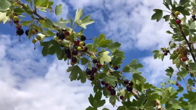 ДИКАЯ СМОРОДИНА Варенье смотреть онлайн
