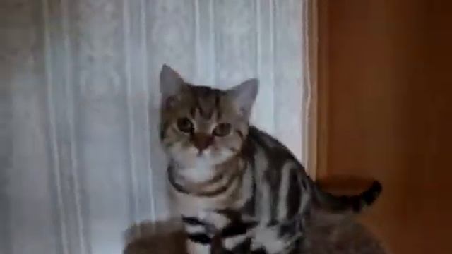Золотая мраморная мурчалка