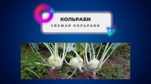 Род несклоняемых имён существительных.