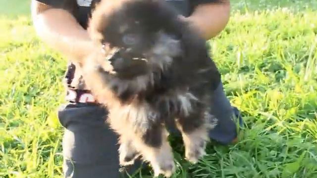 Померанский шпиц. Щенки. смотреть онлайн