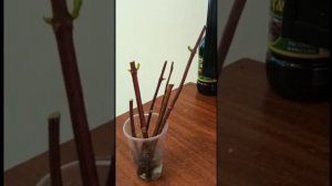 Эксперемент! Укореняю нераскрывшиеся почки гортензии.