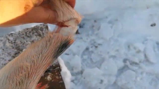 Разделка туши козы. Снимаем шкуру и потрошим. "Мое Подворье"