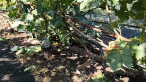 Виноград Сверхранний бордо на 24.07.21.