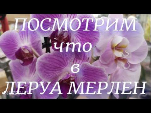 Посмотрим, что привезли в Леруа Мерлен на Новороссийской