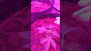 Seed to harvest lemon Cherry gelato ep3 live topping Gary Peyton please subscribe and like