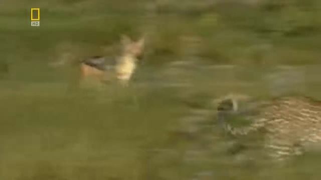 Дикая Природа Глаз леопарда National Geographic смотреть онлайн