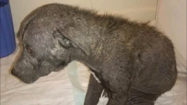 ОНА ЛЕЖАЛА ЗА МАГАЗИНОМ И ТИХО УМИРАЛА.НО ДОБРЫЕ ЛЮДИ #СПАСЕНИЕЖИВОТНЫХ смотреть онлайн