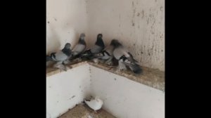 Голуби от Сирожа,Узбекистан г Сурхандарья, Порода голубей Термез,The Termez pigeon breed,Tauben!!!