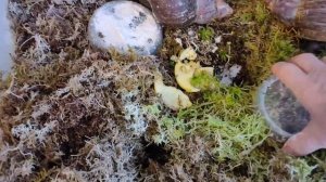 Help? Почему улитка не ест? #африканскаяулитка #ахатины #улитки #ахатинафулика