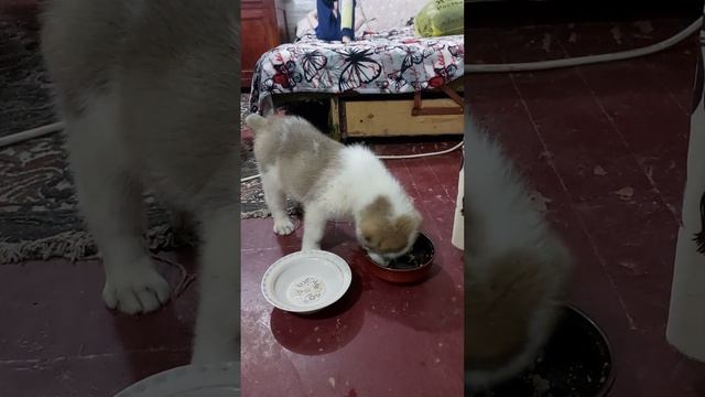 Купили маленького алабая. смотреть онлайн