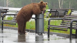 КОСОЛАПЫЙ АКРОБАТ