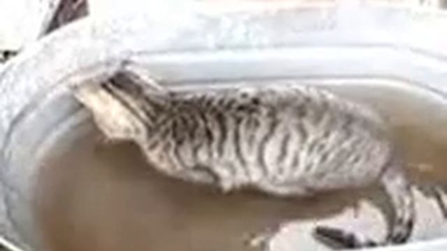 Кот рыболов, Côte angler смотреть онлайн