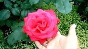 Роза Бургунд 81