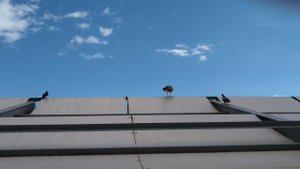 Чайка над гурзуфском пляжем