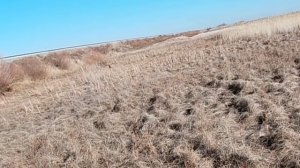 Охота на зайца.  Совместная охота с борзыми и ягдтерьерами.