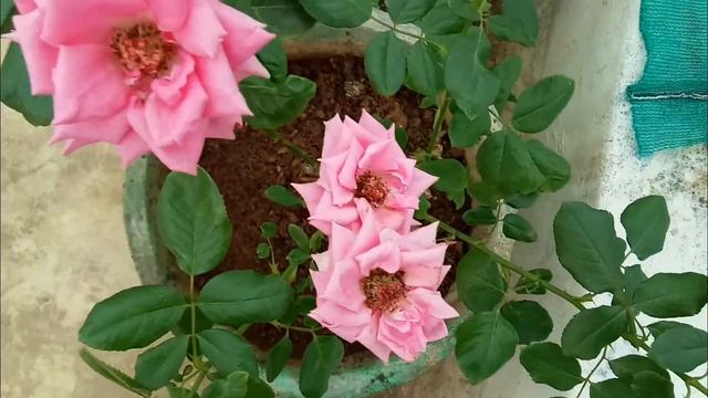 How to use onion peel fertilizer in our rose plant in Tamil with English subtitle смотреть онлайн