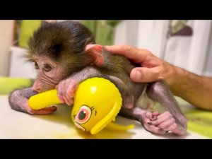 Люся нашла себе игрушку и пришла с ней на МАССАЖ К ВЛАДУ!