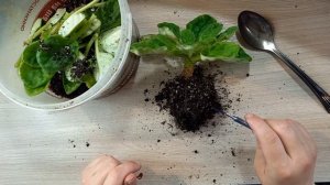 Омоложение фиалки-старожила.