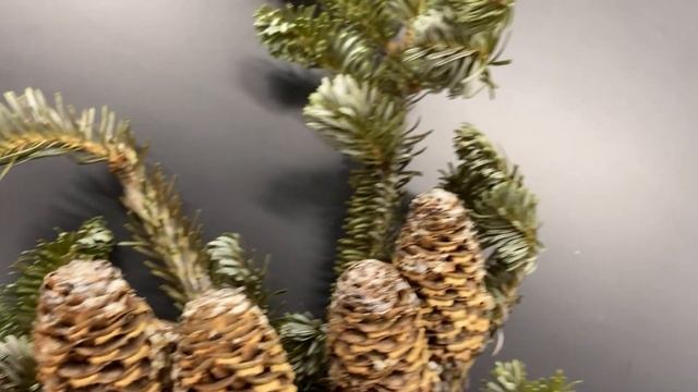 Abies fraseri (Fraser fir) смотреть онлайн