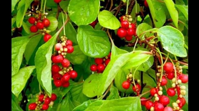 Топ 10 Природных энергетиков