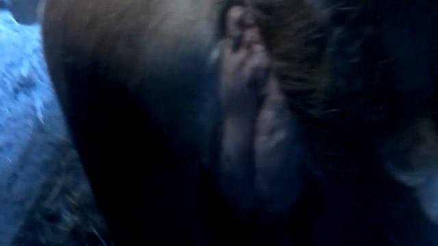 Ремонт старого сарая, корова ещё не отелилась. И когда она будет телиться я не знаю. смотреть онлайн