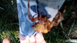 Паук крестовик огромного размера часть 1