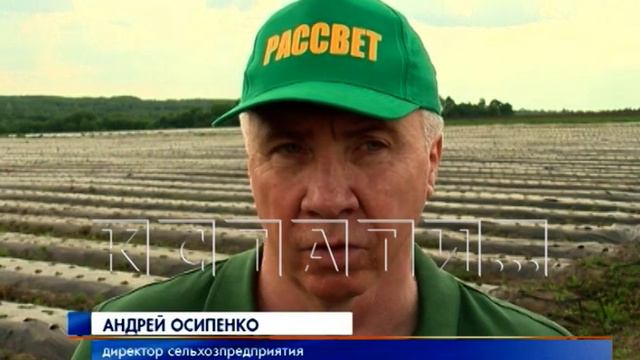 Ягодный опыт нижегородской области заинтересовал наших соседей смотреть онлайн