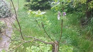 Выбираем сирень правильно!). Видео - 1