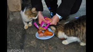 Кошка беспородная