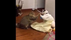 Прикольные Кошки Видео Смотреть Бесплатно - Лучшее Из Смешных Видео С Животными 2022 Года #7