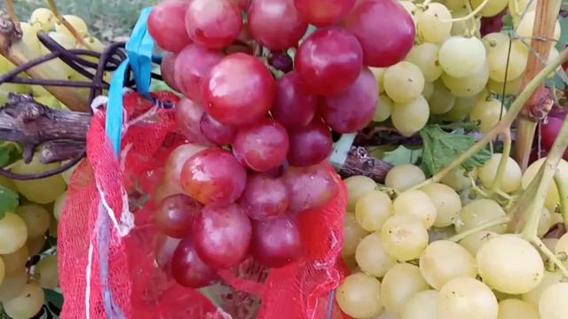 Сорт винограда Красавчик и мой сеянец 11 августа. Виноградник Щереденкова В. А.