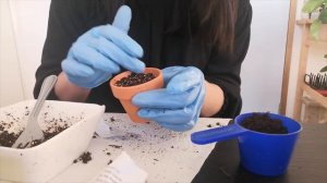 Germinando semillas en primavera.  Flores y bulbos de Trevol de cuatro hojas /Desde Cero