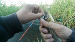 Ловля крупного карася в камышах. Мелкий сазан на поплавок.