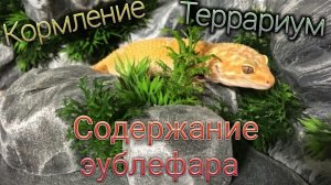 СОДЕРЖАНИЕ ПЯТНИСТОГО ЭУБЛЕФАРА / КОРМЛЕНИЕ/ ТЕРРАРИУМ