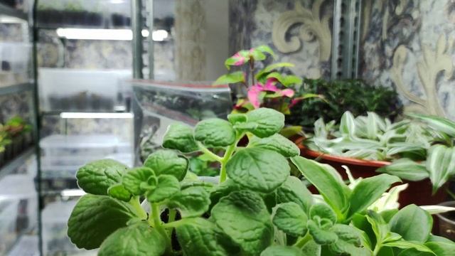 Мои новинки. Новые ампельные растения в моей коллекции. Виды традесканций и плектрантуса. Мои планы смотреть онлайн