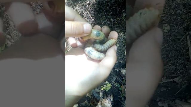 Личинки и муравейник смотреть онлайн