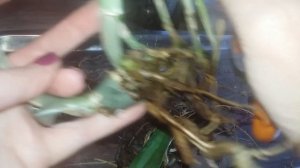 Орхидея Каттлея.Посадка и уход за каттлеей (вкратце)