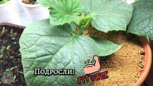 14. Зимний огород без фитоламп. Пошёл второй месяц!